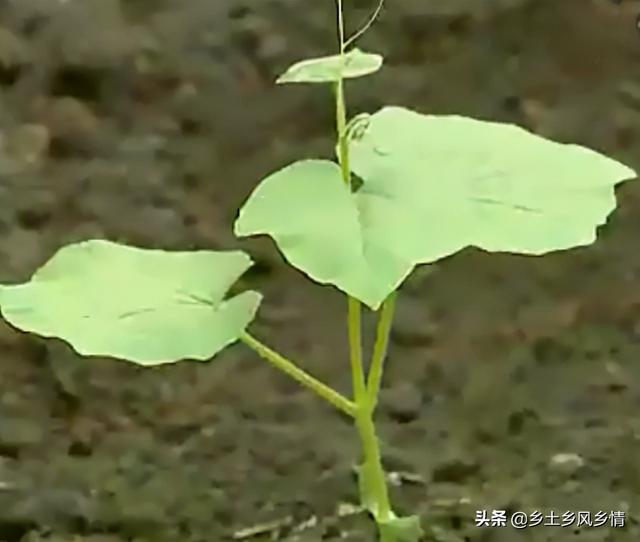 蛇豆种植技术全过程，原来只有这样种才能获得高产