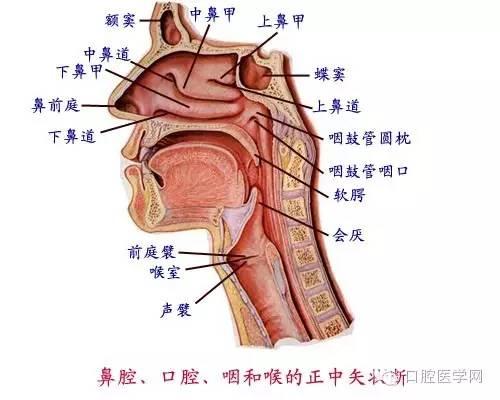 口腔解剖图谱