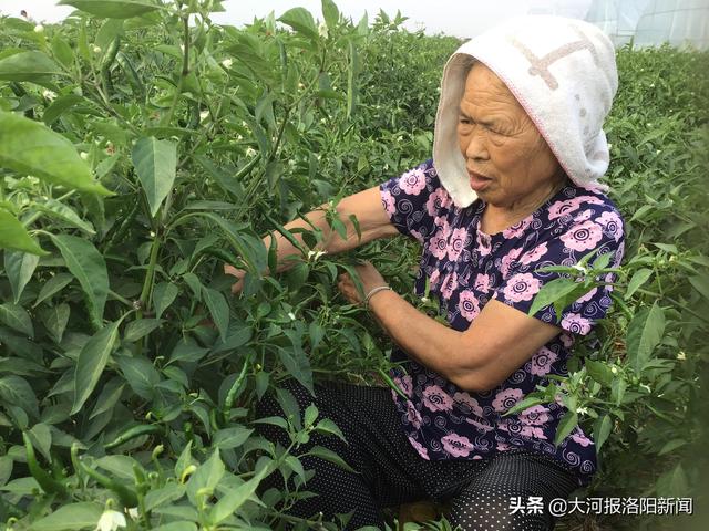 河南：80后农民种500亩爆辣泰椒，日采摘量超10吨年入过1000000元