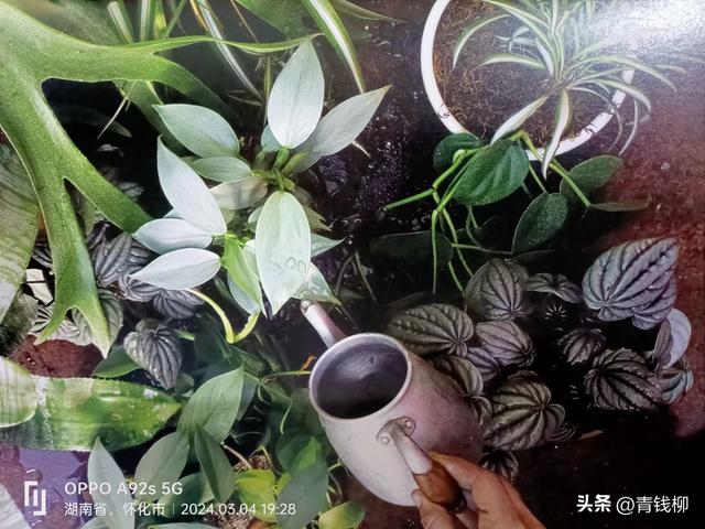 维护植物健康的三要素：基质、浇水和光照