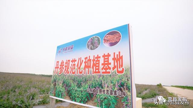 莒县“一株道地药”，引起新华社关注！