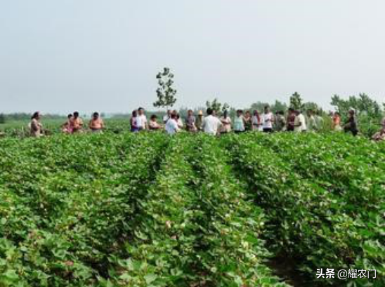 棉花种植的关键步骤，科学种棉，提升产量