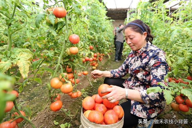 如何种好秋冬茬西红柿？这篇文章告诉你种植技巧