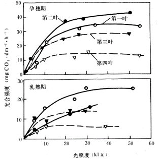 水稻生产与气象学的联系