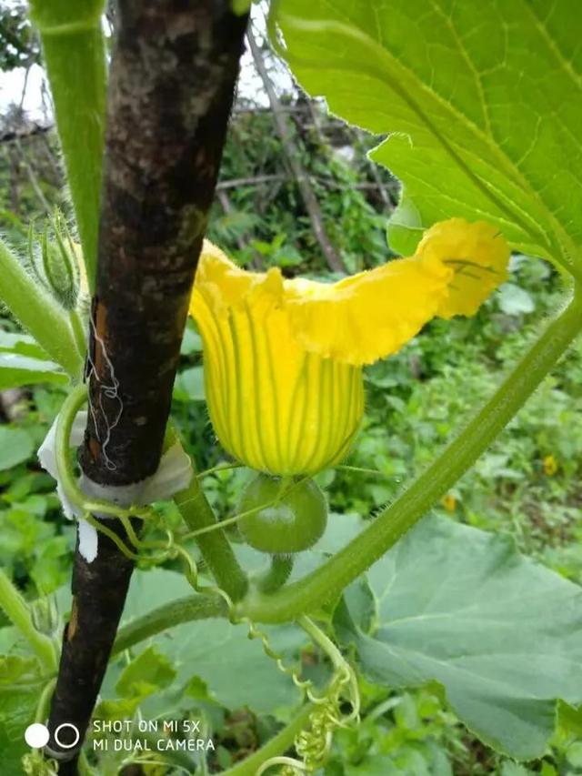 种植有机绿贝贝南瓜做好这几步，每棵保结6个且又甜又面