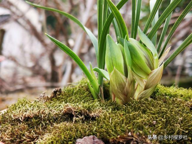 种植兰花合理使用阳光，固然是对的，但两个细节须注意