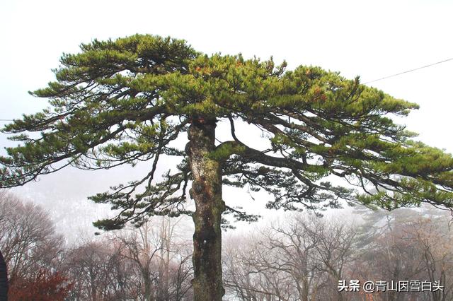 8种不同树形的园林植物，各有不同的整形和修剪方法