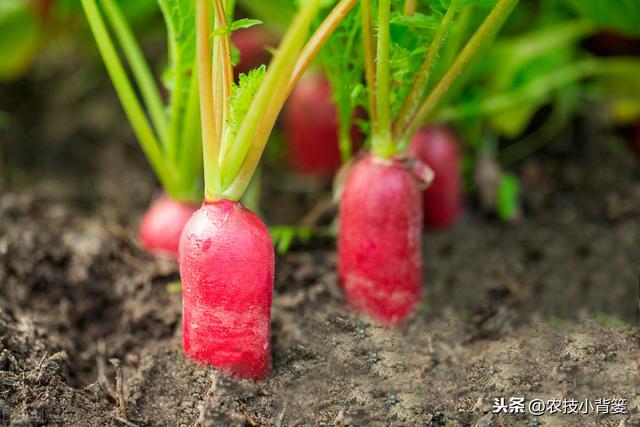 夏季种植瓜果蔬菜要做好遮阳降温防护，避免因高温生理障碍而减产