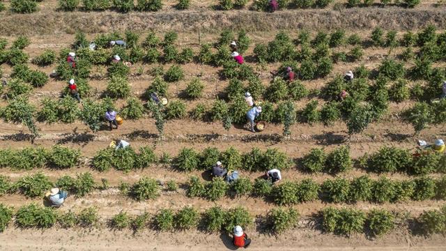 山西平陆：金银花喜获丰收