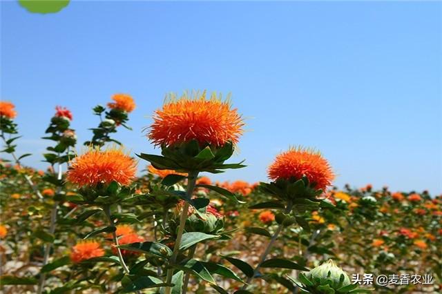 红花的种植技术，红花”种植注意事项，怎么才能种好它呢