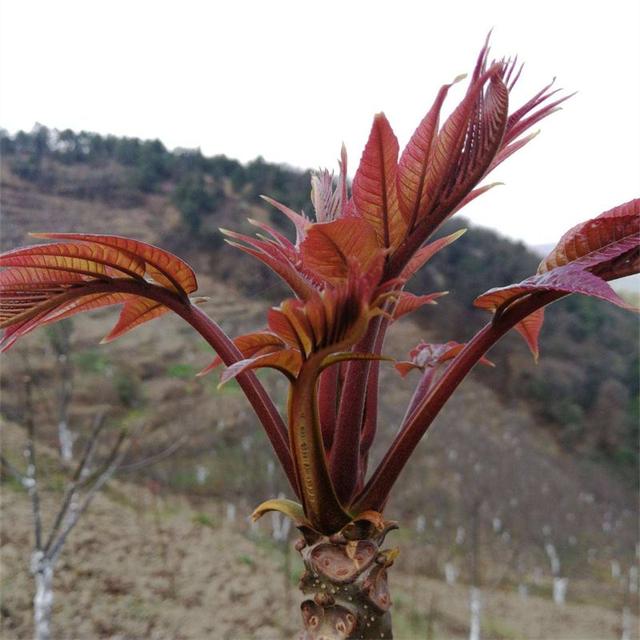 红油香椿树苗栽植一亩地多少颗？株距行距种植多少比较好