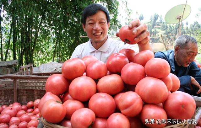 如何种好秋冬茬西红柿？这篇文章告诉你种植技巧