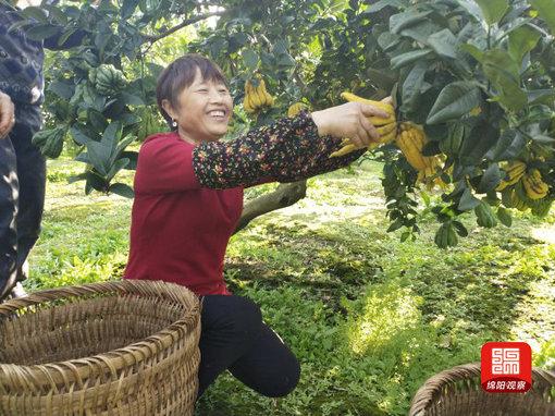 绵阳安州先林村｜灿灿“金佛手”挂满枝头 这是村民的致富果