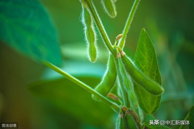 毛豆高效种植技术