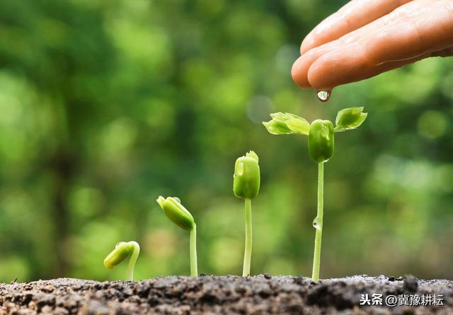 佛手瓜在北方种植受气候影响，生长期短，花五分钟解读，破解难题