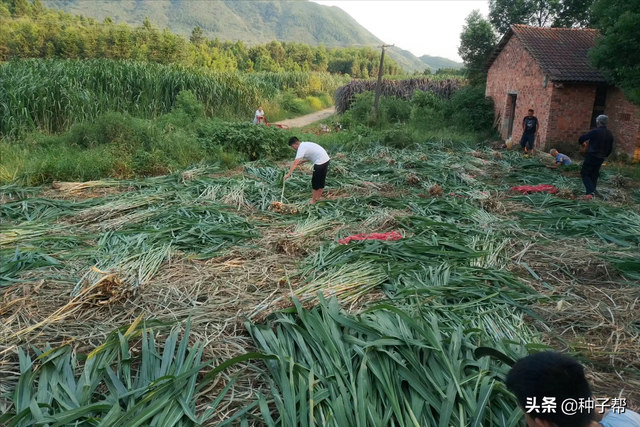 被称“草中皇帝”的皇竹草，饲养效益高，它存在哪些不足的地方？