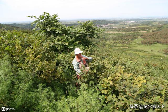 国内榛子产量小需求大依赖进口，价高好前景，但发展种植仍需谨慎