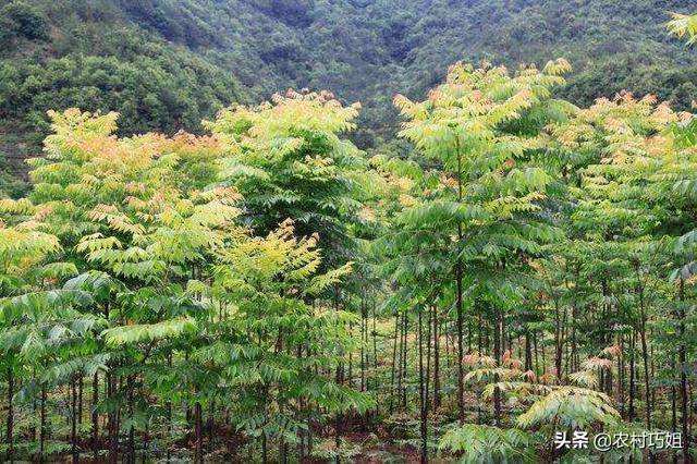 无患子怎么种植和养护？