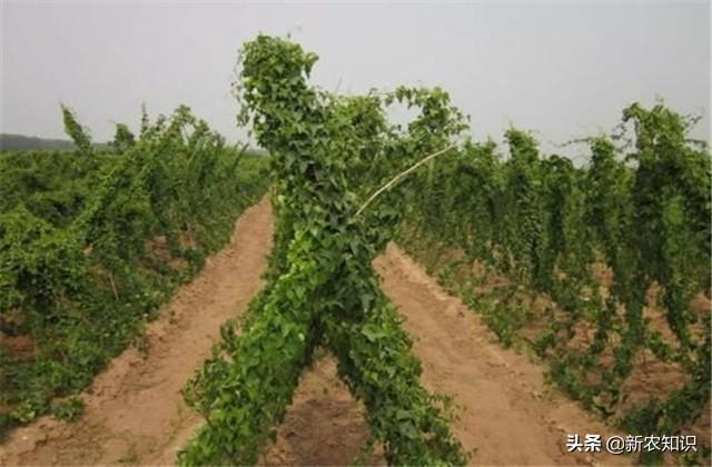 淮山高产优质栽培技术，种植过程中需注意以下问题，不妨看看