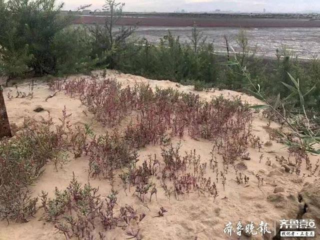 行走海岸线丨这种植物海滩上随处可见，有人专门拿它搞科研