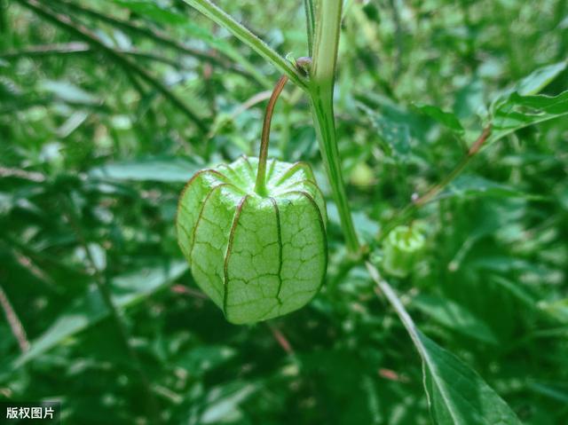 今年农村流行种菇娘，分享下农民朋友们都该掌握的菇娘种植技术