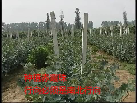 赤霞珠葡萄种植技术：双篱架，提甜度，枝条过于强壮解决办法