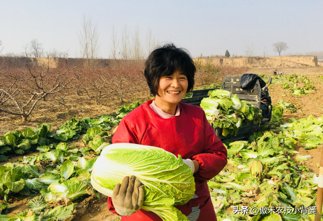 8月中旬大白菜播种正当时，这样种植大白菜才能高产又丰收