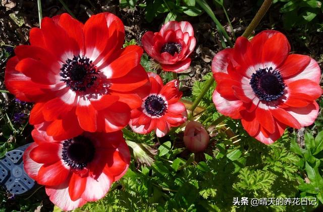 银莲花种植很简单，做好这几步，发芽快不烂根，开花能开1个月