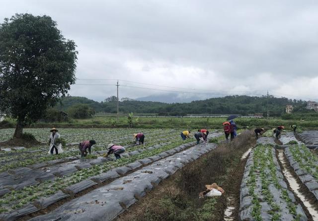 合作社+农户，派潭凉粉草变“致富草”