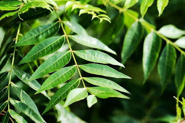 生物柴油树种¬—黄连木植物非试管高效快繁技术快繁黄连木