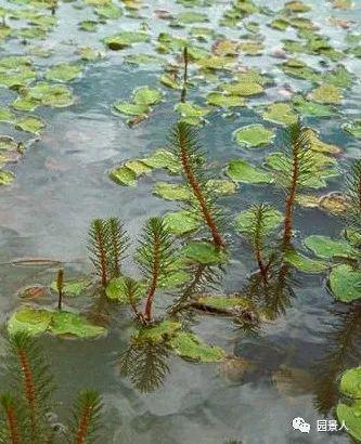 水生植物普及知识干货来袭！