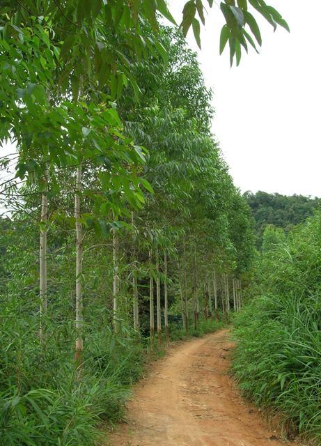 桉树怎么种才高产？桉树高产栽培技术规范