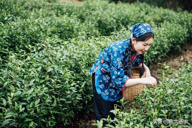 深山出好茶，没有尘埃，只浸染云雾和清露，有机茶如何种植？