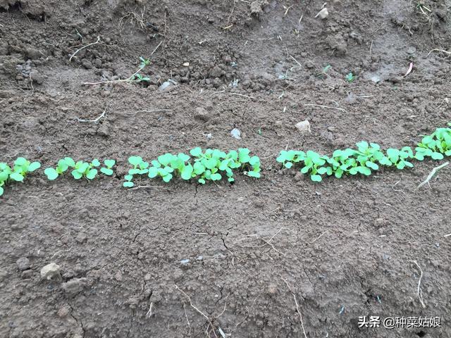 雨季种叶菜，出苗老是不好，掌握这些播种方法，出苗整齐又漂亮