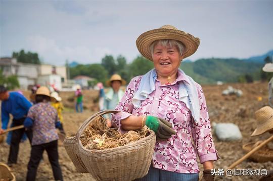 河南新县：抢天夺时，300亩阳荷姜种植忙