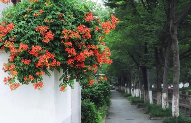 北方庭院适合种的5种花，花开美花期长，特别不怕冻