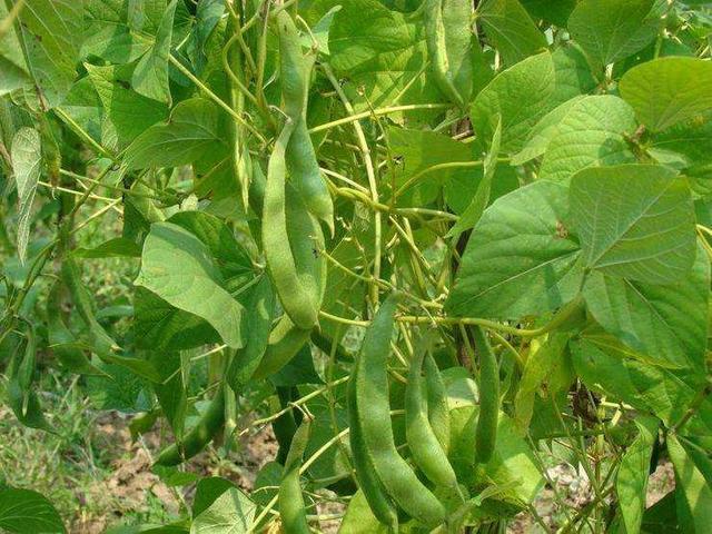 芸豆产量高不高？关键看播种时期，过早过晚都不利于高产