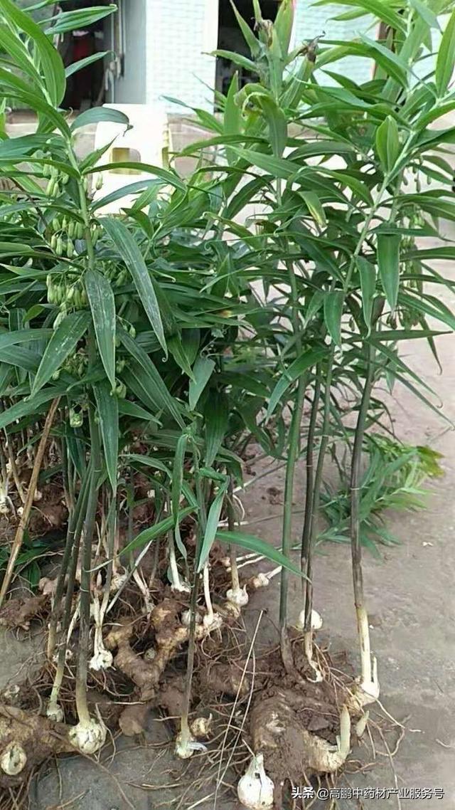 高鹏说药材：黄精用量巨大，选种优良品种效益高，种植前景看好