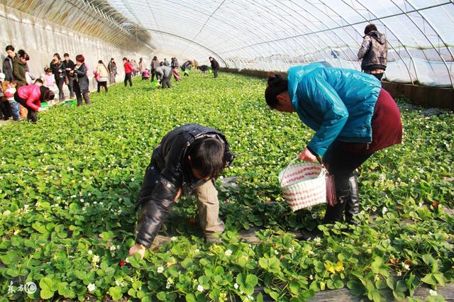 草莓已成农民致富果，可是要想稳赚不赔，种植方法门道多