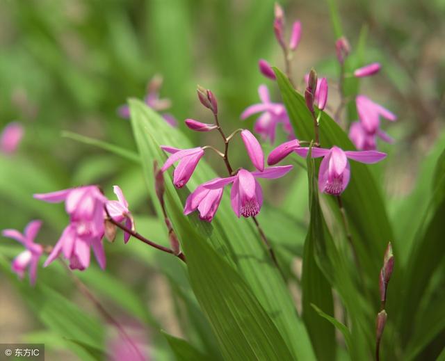 2018年农村种植白芨前景怎么样？一亩可以挣到25万元？真的假的