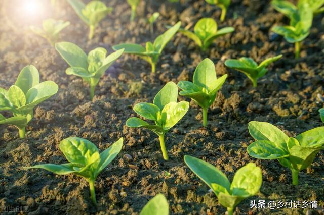 家庭种植蔬菜，只要掌握四个小窍门，出苗又齐又壮，长势旺盛