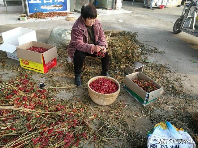 农民种植不赚钱，农村有种生意也受牵连，还好辣椒涨价了