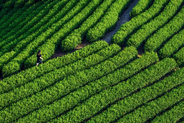 想喝到甘甜爽口的白茶？自家种也要懂栽培技术，质量保证好