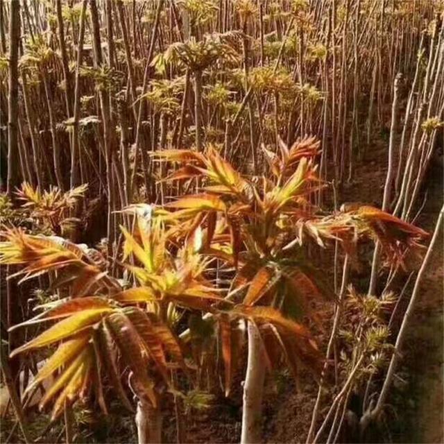 红油香椿树苗栽植一亩地多少颗？株距行距种植多少比较好