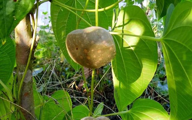 瓜蒌种植技术 瓜蒌科学的种植方式是什么？