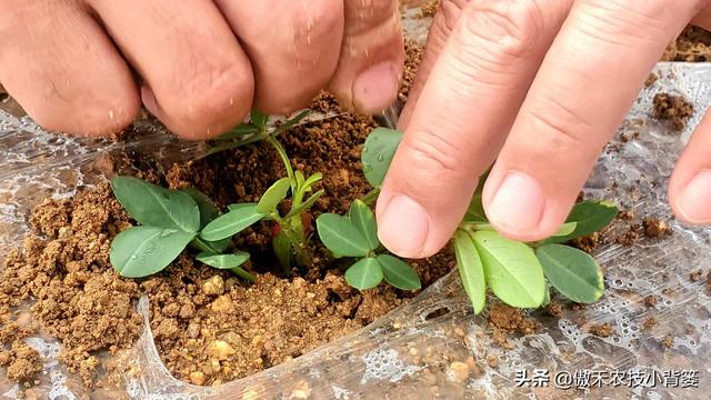 花生覆膜种植能高产，但在覆膜管理上要重点抓好这4点