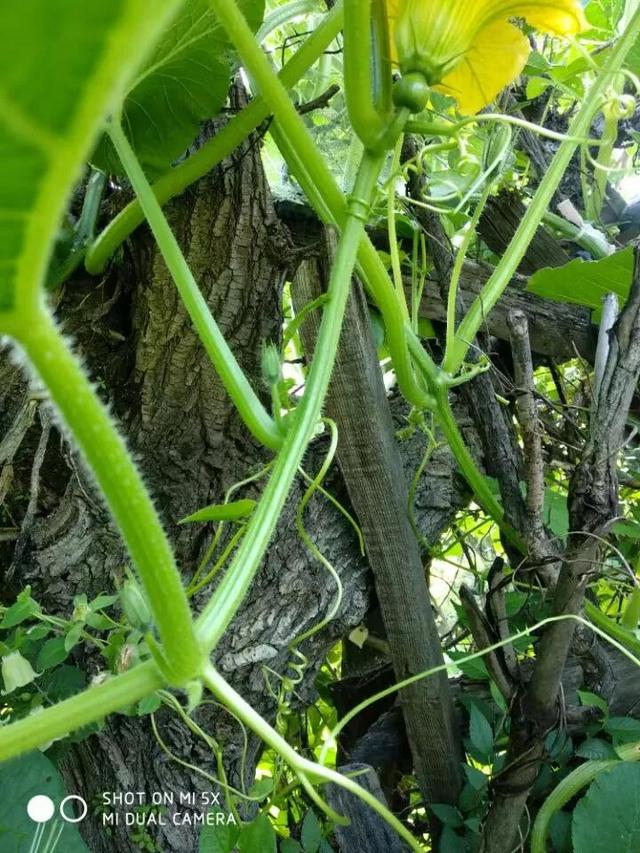 种植有机绿贝贝南瓜，我是这样打理的。