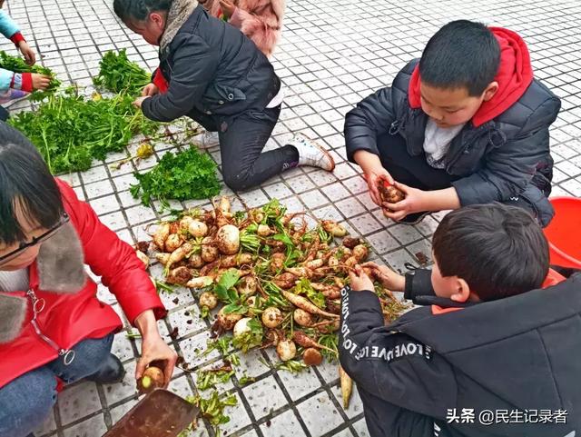 龙桂小学校本课程种植园“新芽园”之收获篇