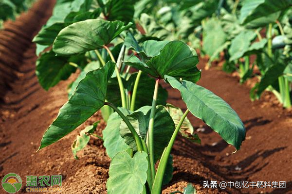 在家怎么种芋头？芋头的盆栽种植技术分享