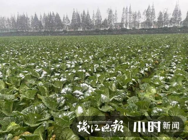 雪下得凌厉，杭州萧山一蔬菜基地，三位大姐雪中抢菜一分钟也不敢停